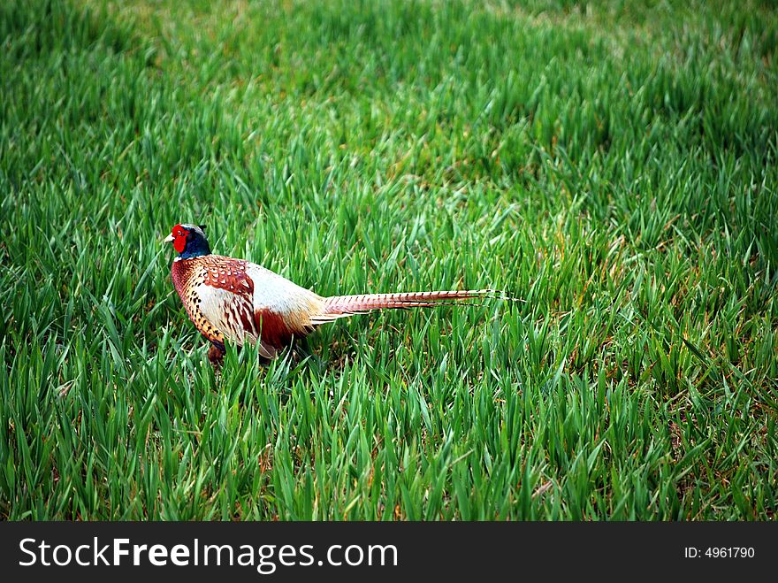 A pheasant that had just crossed the road