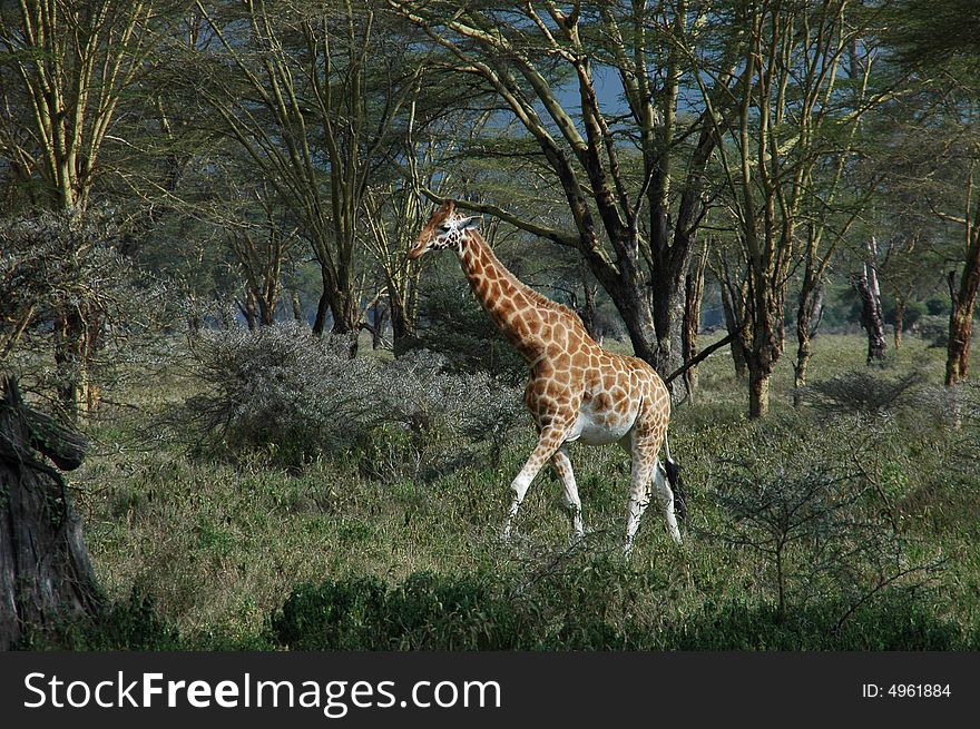 A lone giraffe walking through a forest clearing, through dense grass, sporadic bushes, in front of tall trees with sparse leaves. A lone giraffe walking through a forest clearing, through dense grass, sporadic bushes, in front of tall trees with sparse leaves