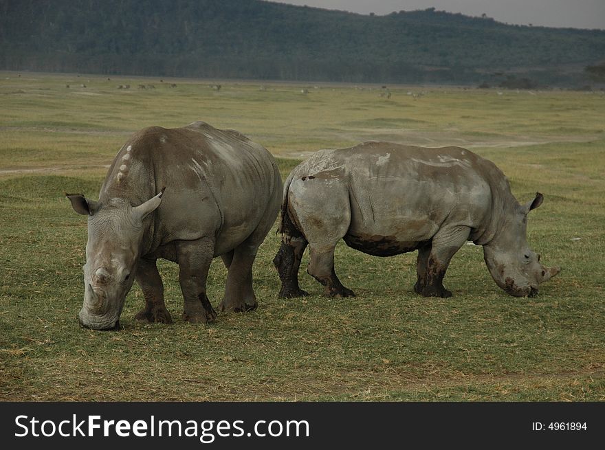 Two white rhinoceroses in a field eating grass, standing back to back over, legs coverd with mud. Two white rhinoceroses in a field eating grass, standing back to back over, legs coverd with mud