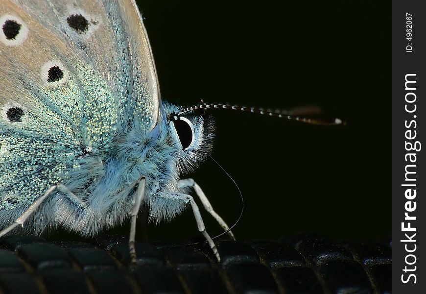 Common amanda's blue butterfly