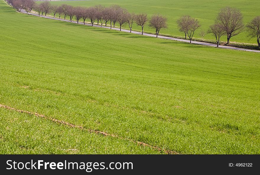 Road With Tree Alley