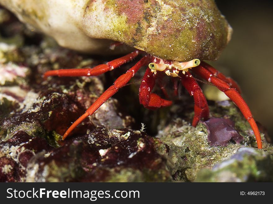 A brightly coloured Hermit crab