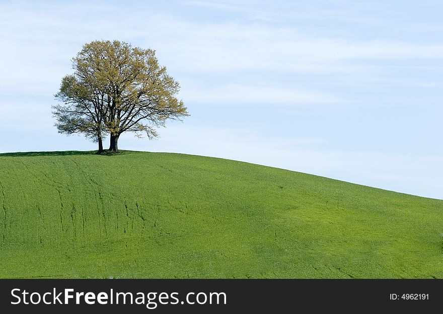 A landscape of the green meadows in the tuscany countryside. A landscape of the green meadows in the tuscany countryside