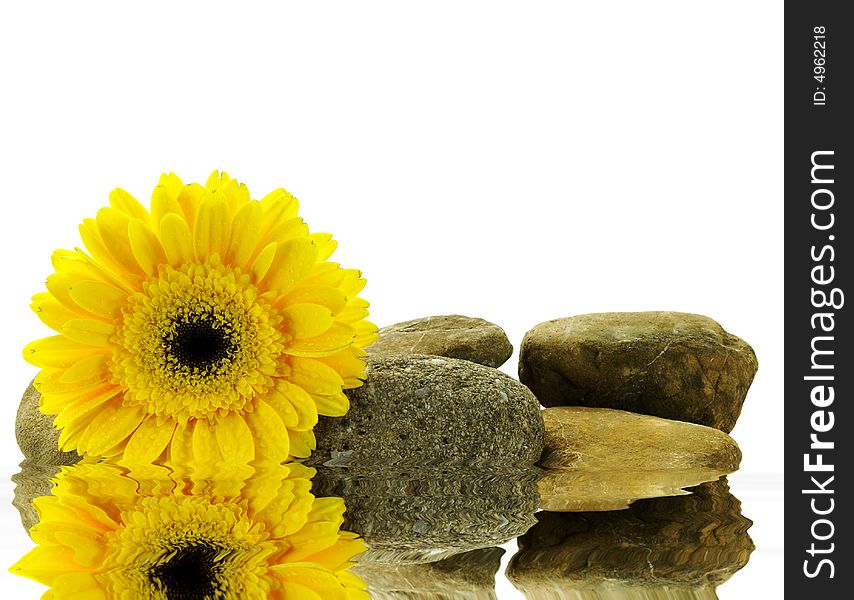 Wet yellow gerber daisy on the stones with reflection over white