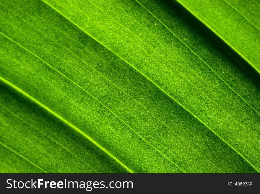 Close-up of  green leaf. Abstract background. Close-up of  green leaf. Abstract background.