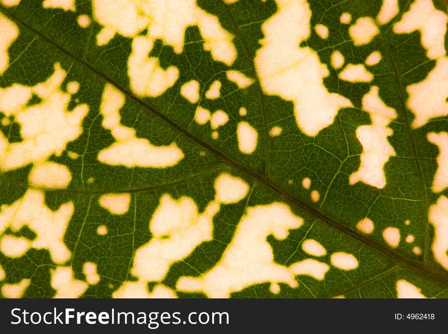 Close-up of  green-white leaf. Abstract background. Close-up of  green-white leaf. Abstract background.