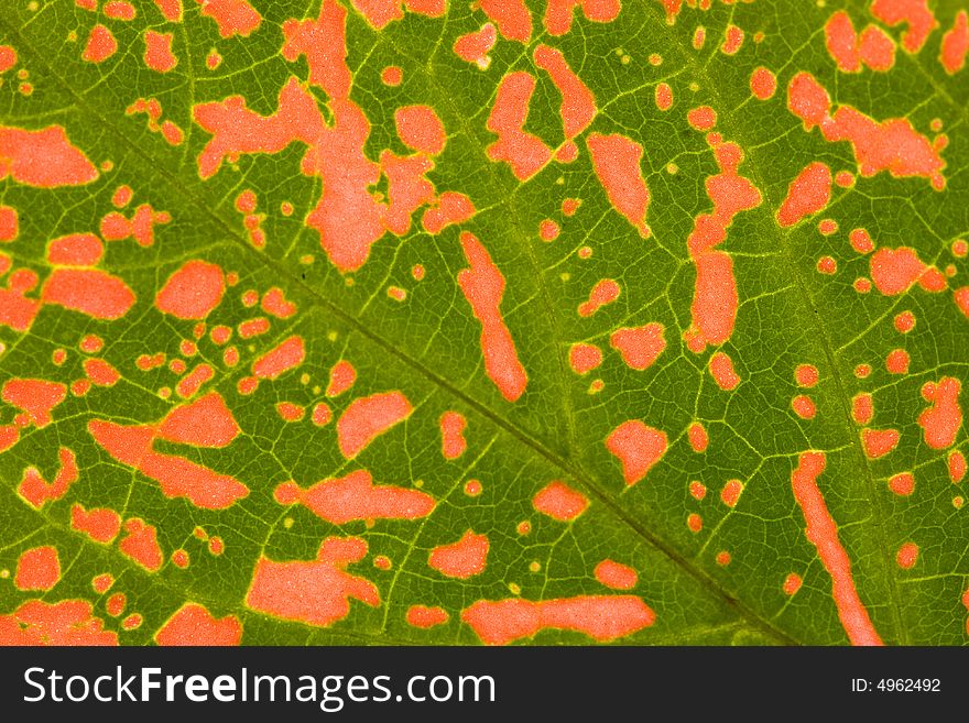 Close-up of  green-red leaf. Abstract background. Close-up of  green-red leaf. Abstract background.