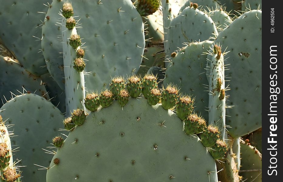 Opuntia basilaris; Beavertail Cactus with flower pods