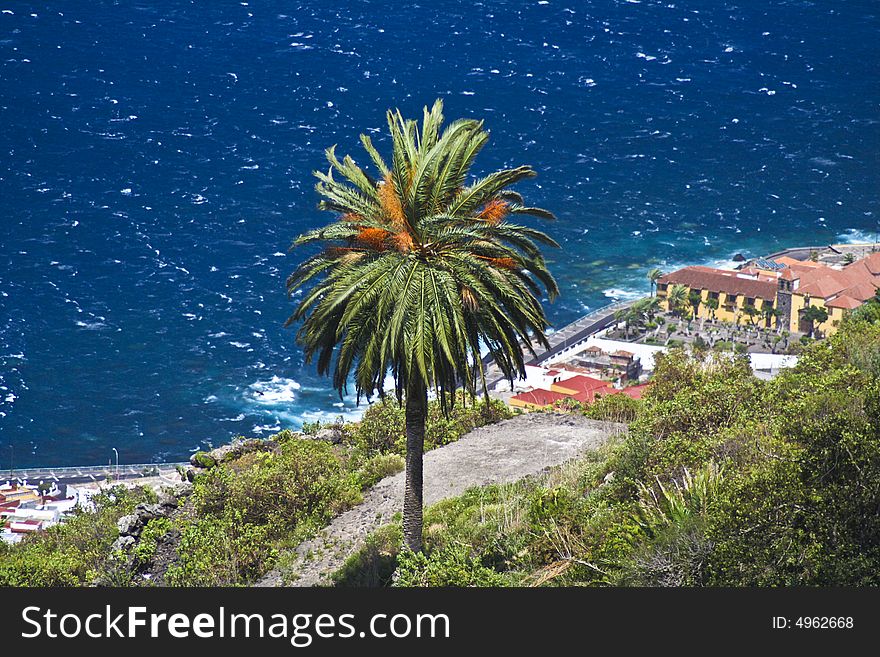 Palm Tree On The Shore Tenerife