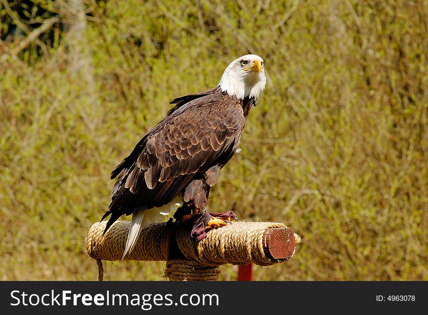 Portrait of bald eagle on the log