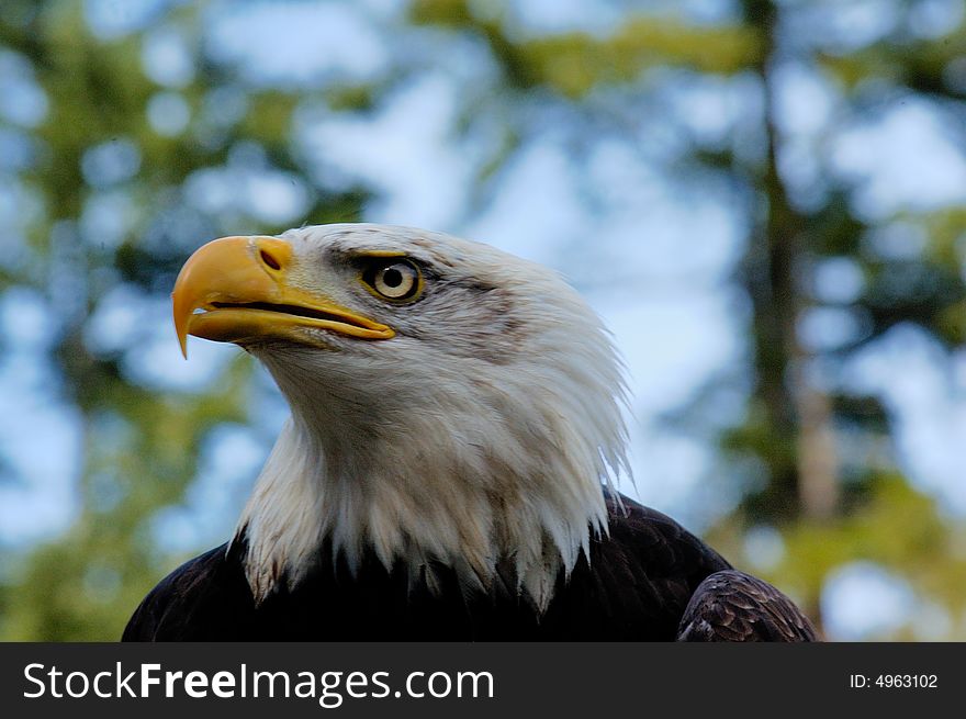 Portrait of bald eagle with a sky as background