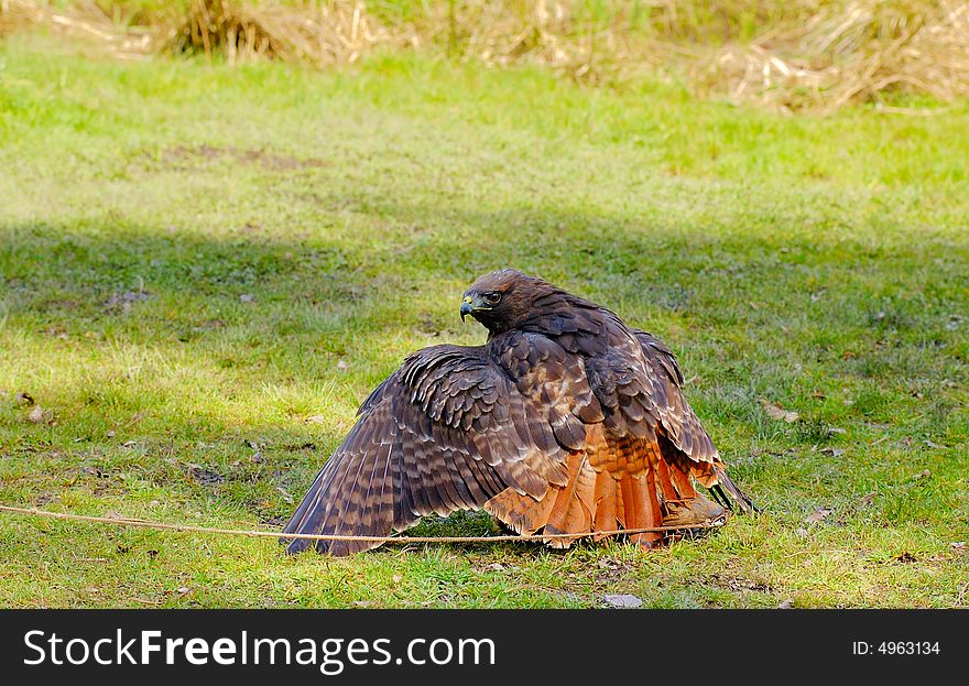 Red-tailed Hawk