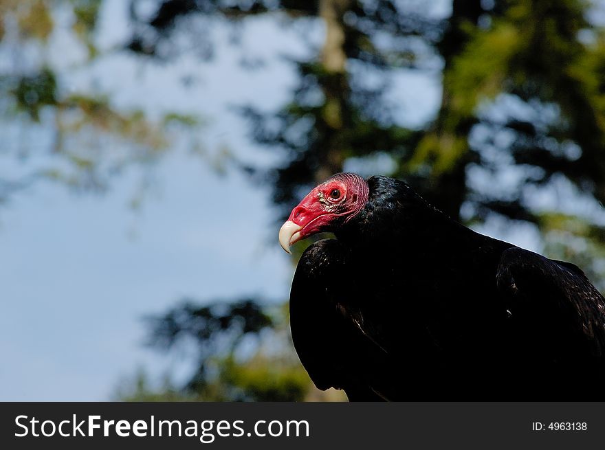 Portrait of Turkey Vulture with a sky as background