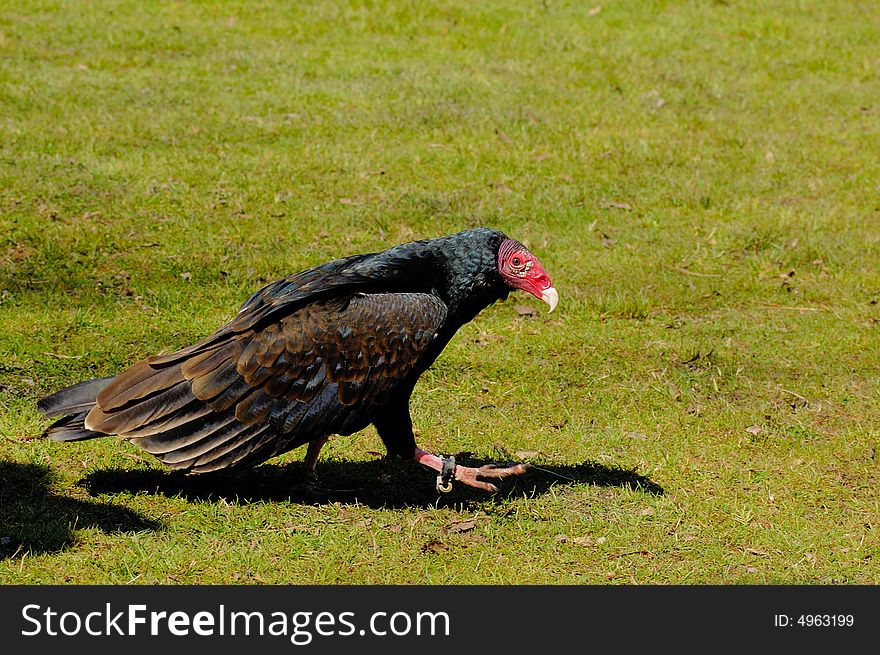 Portrait of Turkey Vulture on the lawn