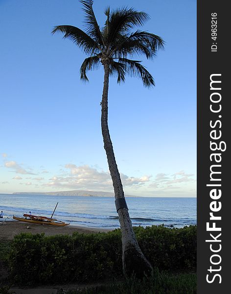 Ocean and palmtree on the morning. Ocean and palmtree on the morning