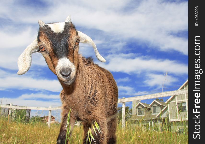 Very cute young kinder goat in pasture on farm. Very cute young kinder goat in pasture on farm.