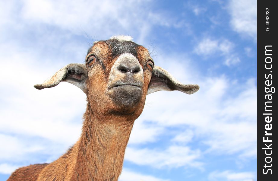 Very cute young kinder goat in pasture on farm. Very cute young kinder goat in pasture on farm.