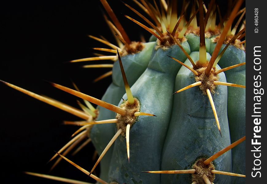 Close-up view of top of Azureocereus hertlingianus cactus plant with focus on sharp wicked-looking spines