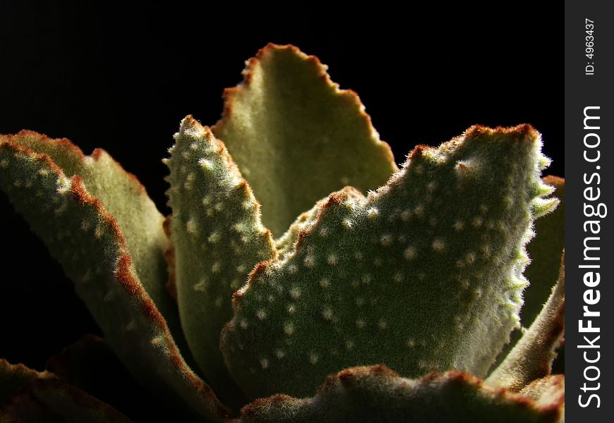 Jagged-edged leaves with white bumps of exotic-looking succulent plant