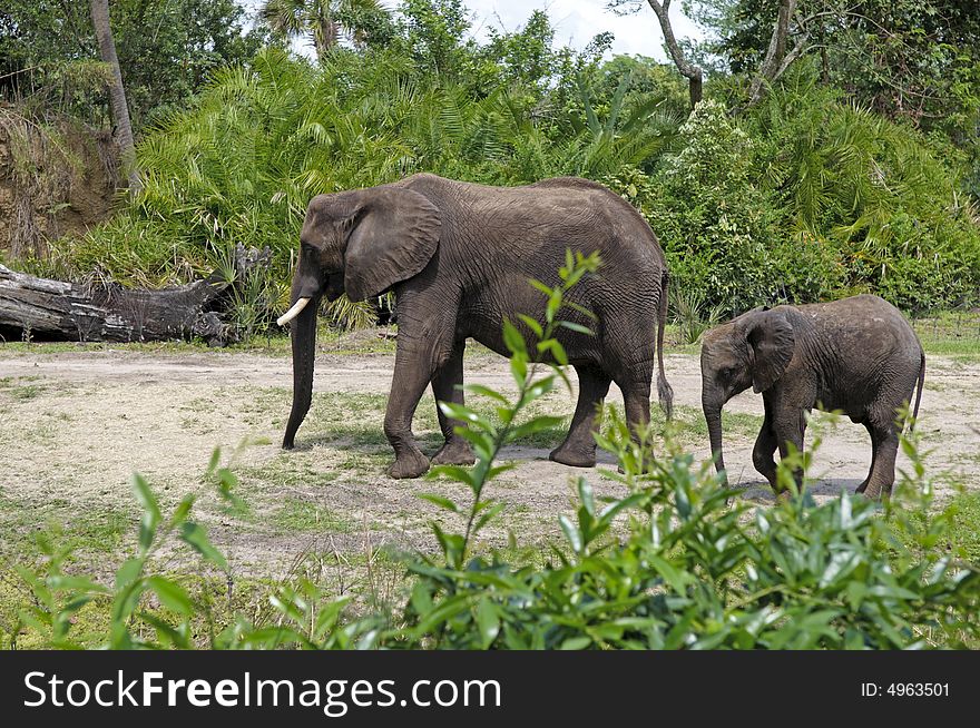 Mother and Baby Elephants Walking and floowing