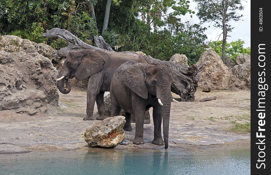 Multipl Elephants Watering at local stream bed