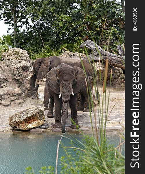 Two Large Male Elephants by a stream watering. Two Large Male Elephants by a stream watering