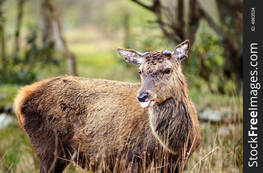 Scottish Red Deer Stag on the isle of Arran, with button antlers just starting to grow, sticking tongue out. Scottish Red Deer Stag on the isle of Arran, with button antlers just starting to grow, sticking tongue out