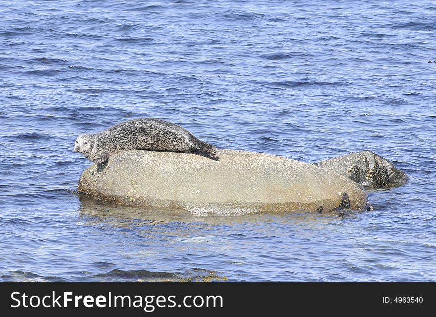 Gray Seal basking on rock