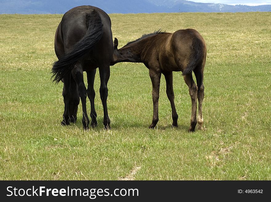 Mare feeding foal in green field. Mare feeding foal in green field.