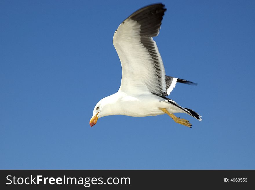 Close up of a Pacific Gull in a bright blue sky.