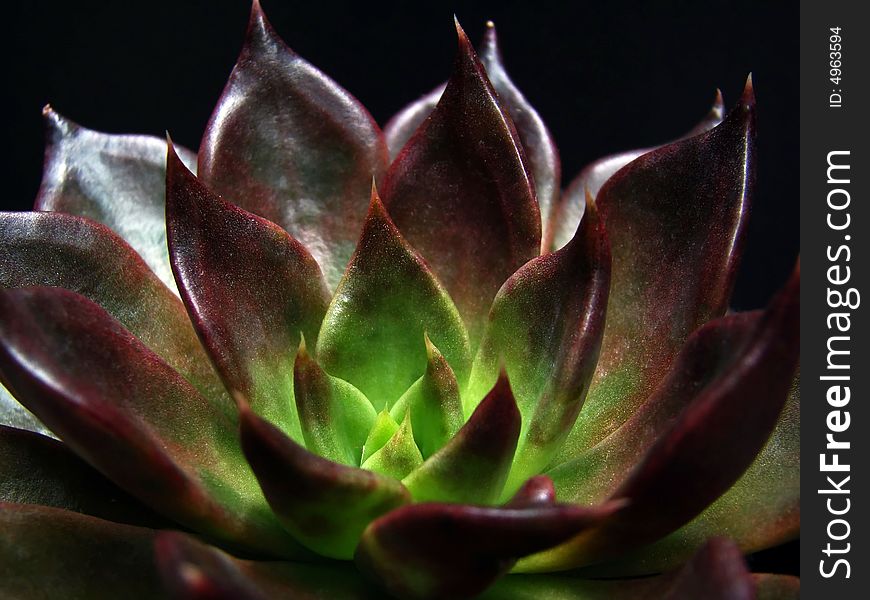 Close-up view of rosette design of succulent Echeveria plant called Black Prince. Close-up view of rosette design of succulent Echeveria plant called Black Prince