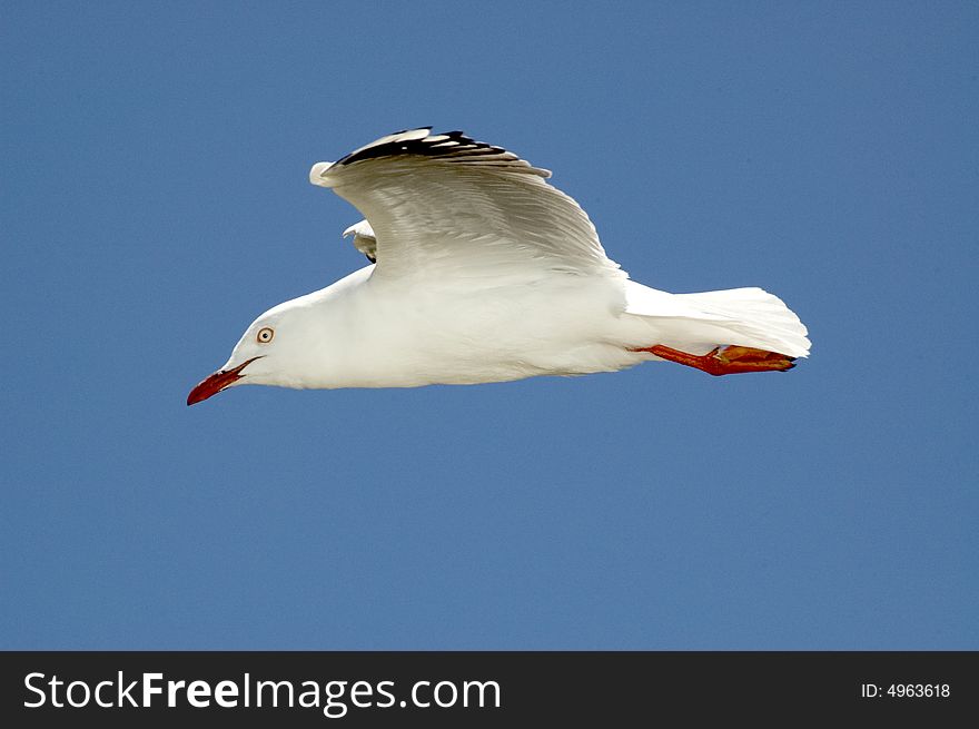 Close up of a Silver Gull flying past in a bright blue sky. Close up of a Silver Gull flying past in a bright blue sky.