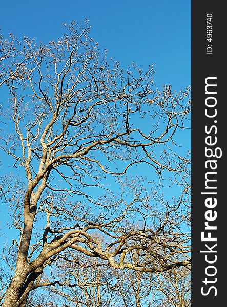 Abstract background of winter bald tree branches under blue sky, beacon hill park, victoria, british columbia, canada. Abstract background of winter bald tree branches under blue sky, beacon hill park, victoria, british columbia, canada