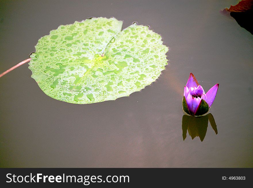 Purple lotus flower,south of china