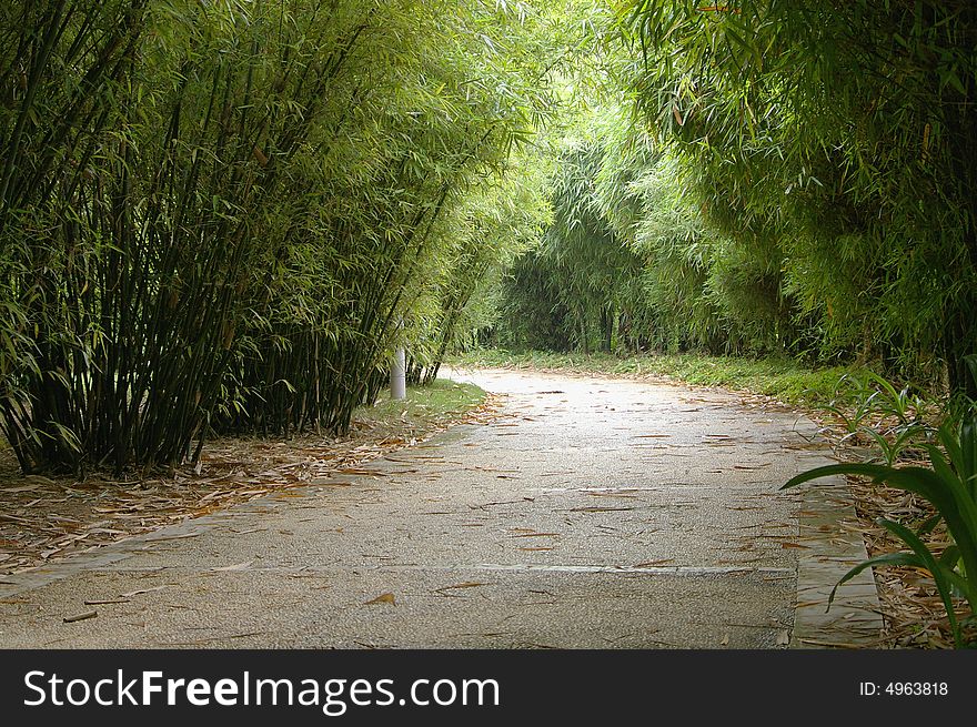 Alley and bamboo,south of china