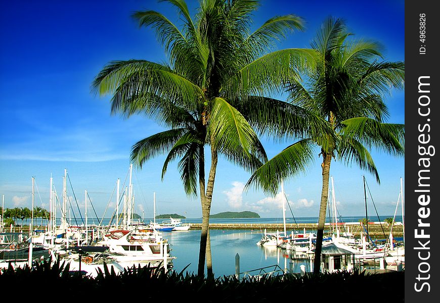 Yachts docked behind two coconut trees with blue sky. Yachts docked behind two coconut trees with blue sky