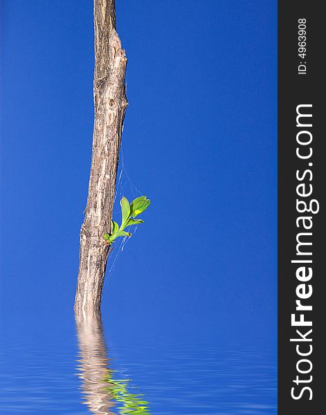 Dry branch with green leaves on blue sky
