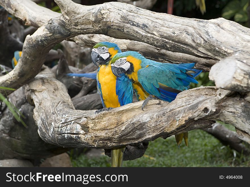 Beautiful parrot in a zoo in Bangkok