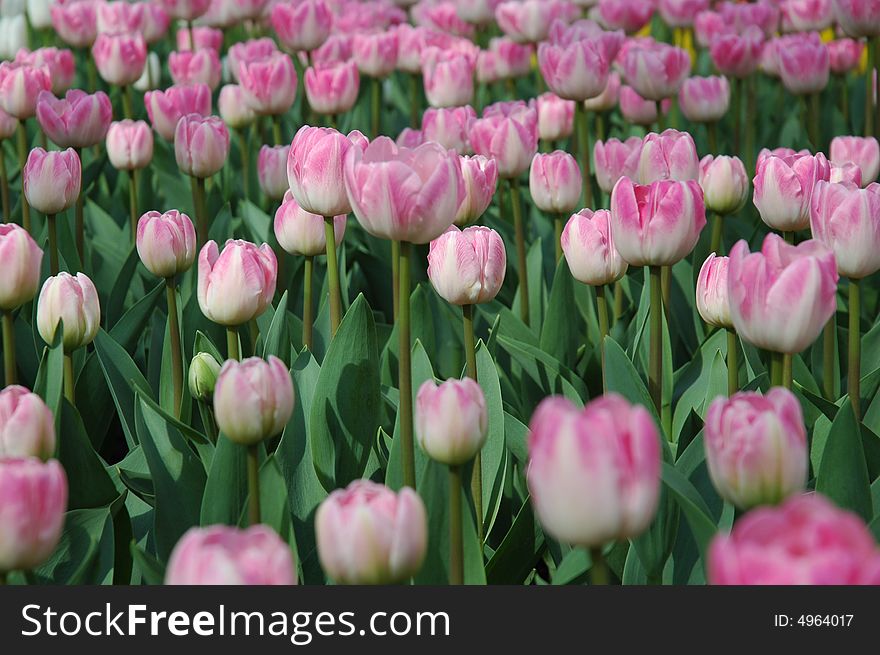 A field of light pink tulips after a little rain.