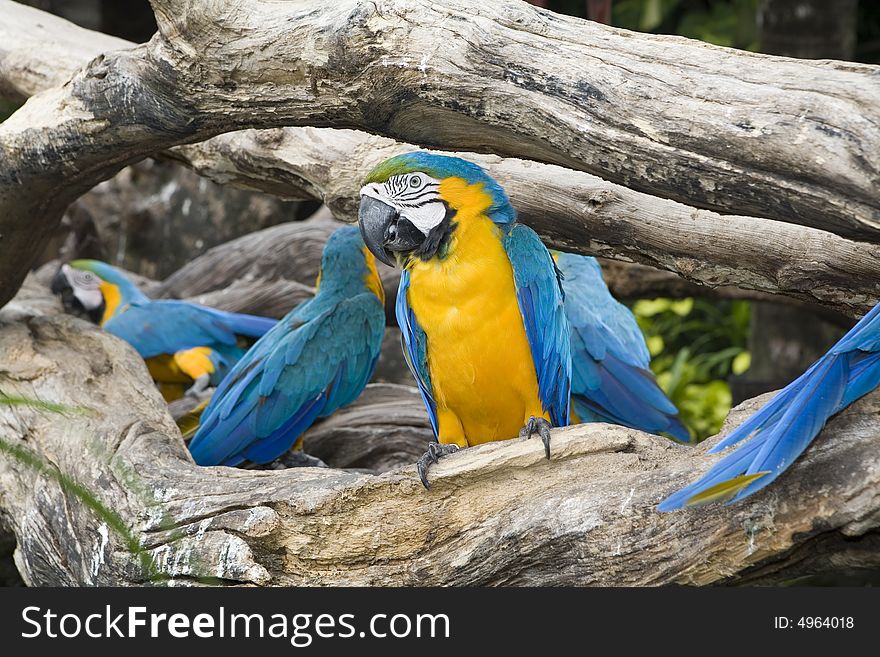 Beautiful parrot in a zoo in Bangkok