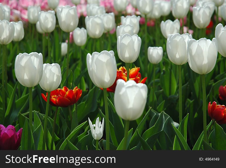 A field of white, red and pink tulips.