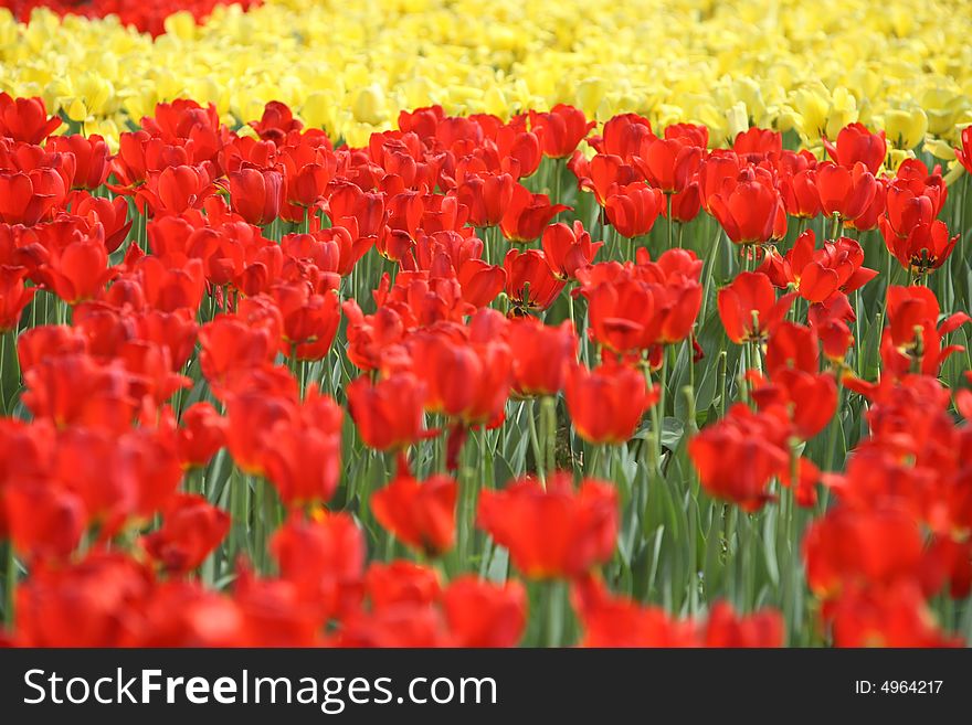 Red and yellow tulips in the garden