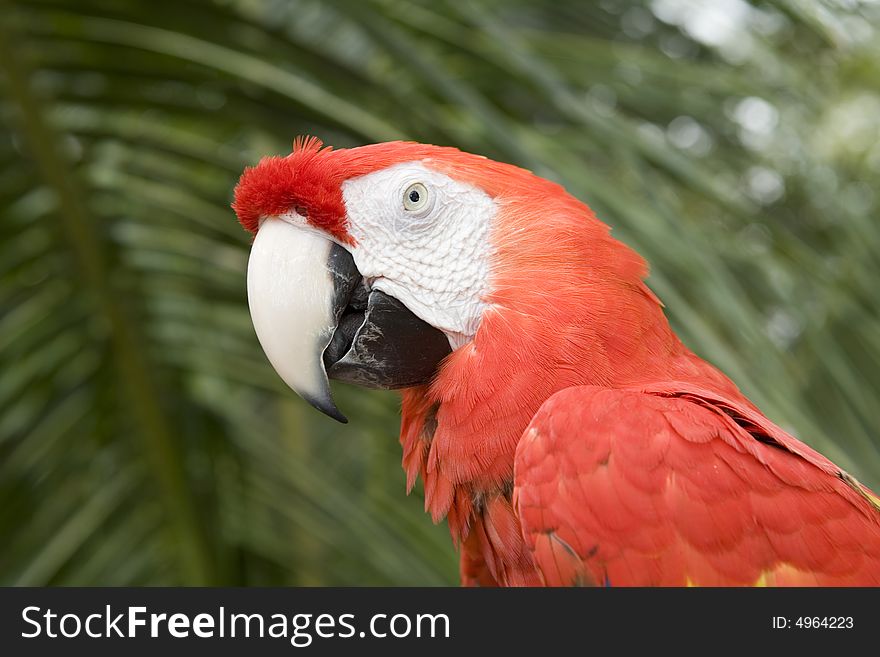 Beautiful parrot in a zoo in Bangkok