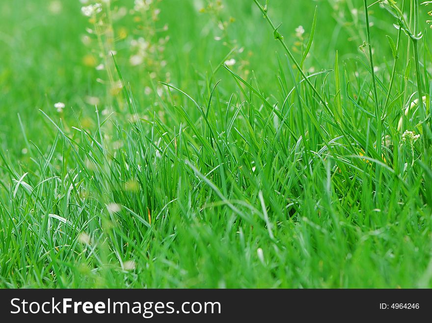 Image of a field of green grass under sunlight