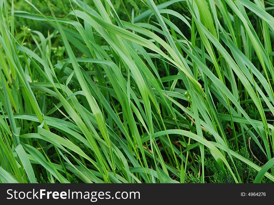 Image of a field of green grass under sunlight