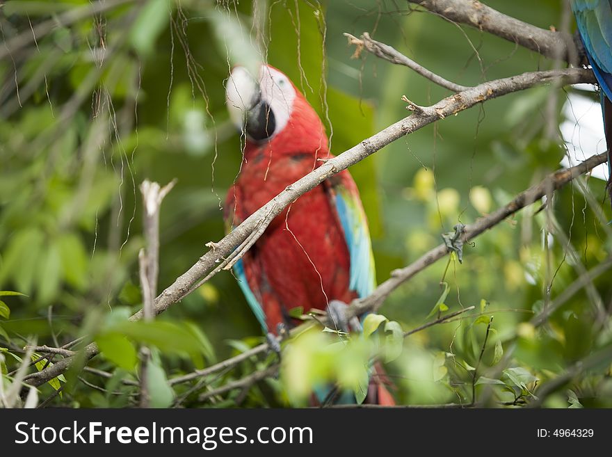 Beautiful parrot in a zoo in Bangkok