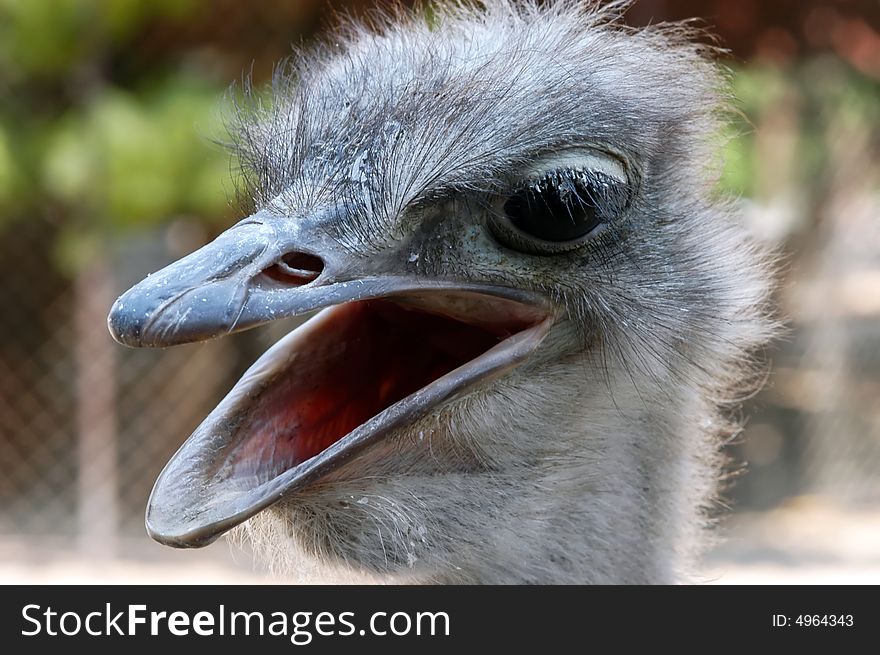 Ostrich, close-up image, focus on head, beak and  eye