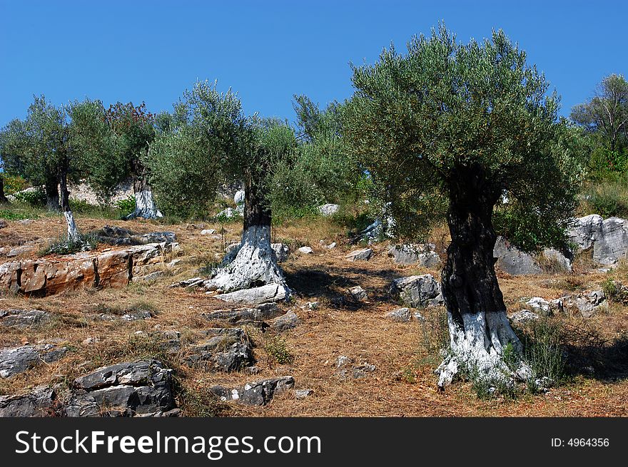 Land cultivated with olive trees, meadow, countryside, fresh