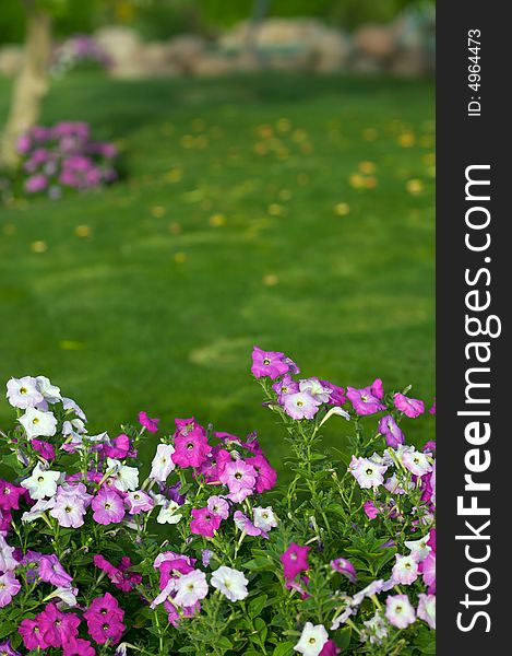 Flower bushes in the foreground. The photo much space for the text above - grass and trees out of focus. (12,8MP FullFrame). Flower bushes in the foreground. The photo much space for the text above - grass and trees out of focus. (12,8MP FullFrame)