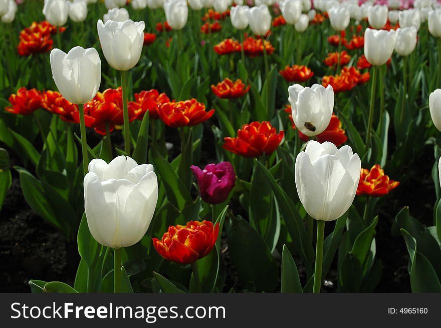 A field of sunlit white, red and pink tulips. A little bee is flying among flowers. A field of sunlit white, red and pink tulips. A little bee is flying among flowers.